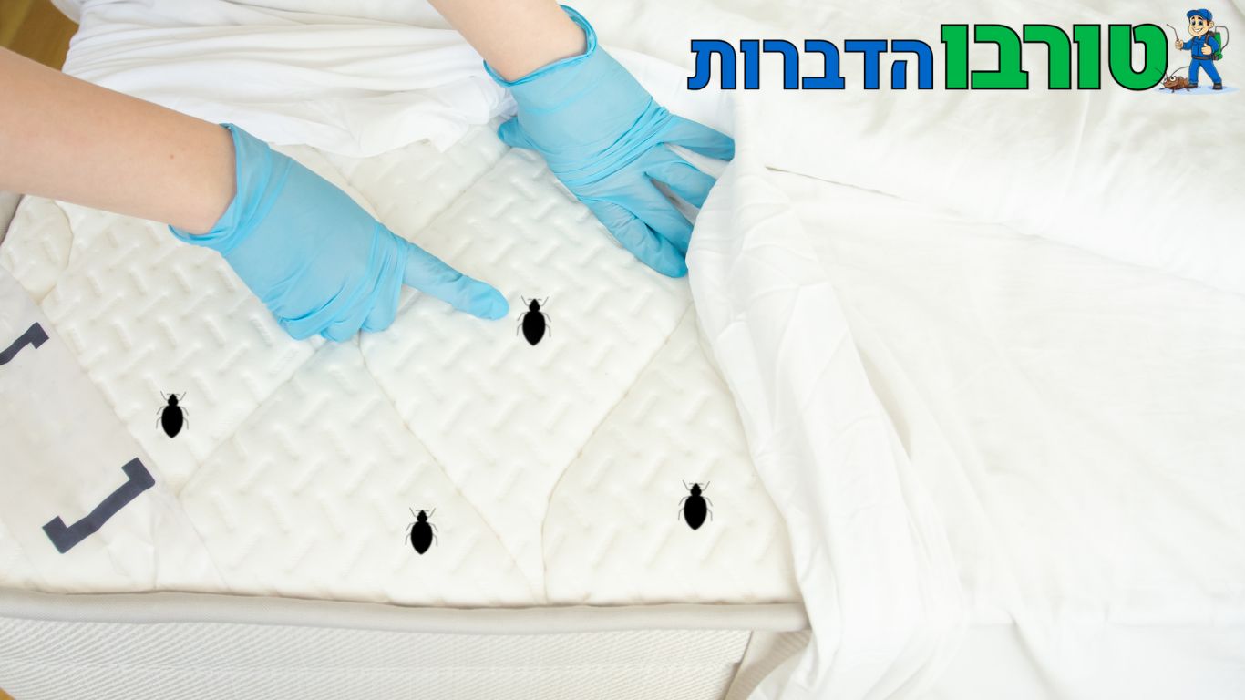 הדברת קרדית האבק