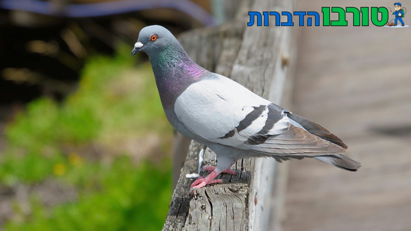 הרחקת יונים